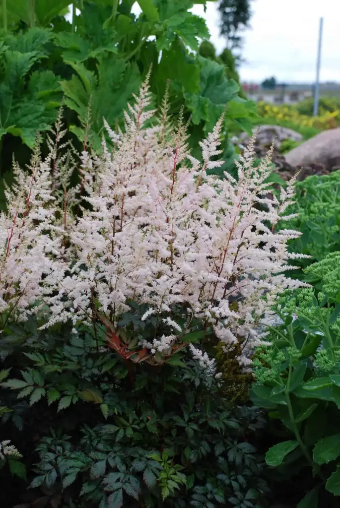 Astilbe 'Bronzlaub' C2/E