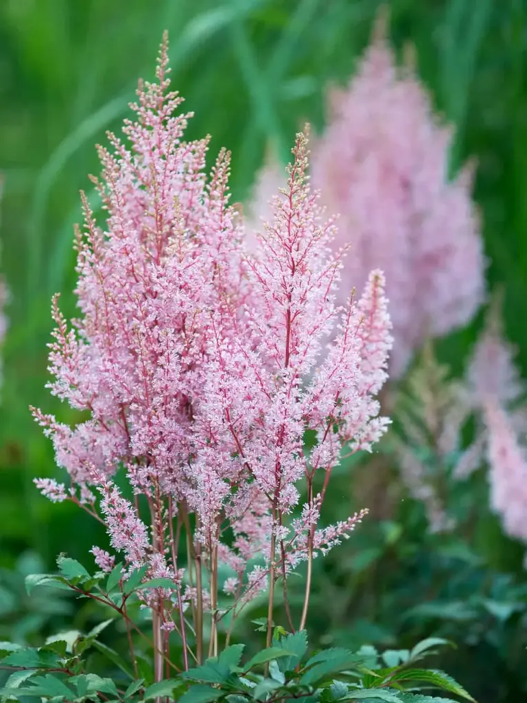 Astilbe 'Look at Me'®  C2/E