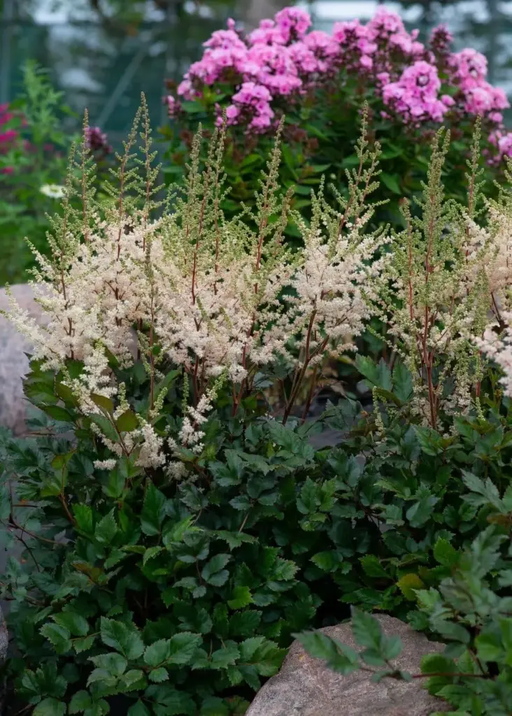 Astilbe 'Spotlight`®  C2/E