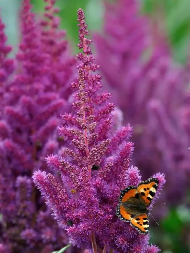 Hiina astilbe 'Vision Red'®  C2/E