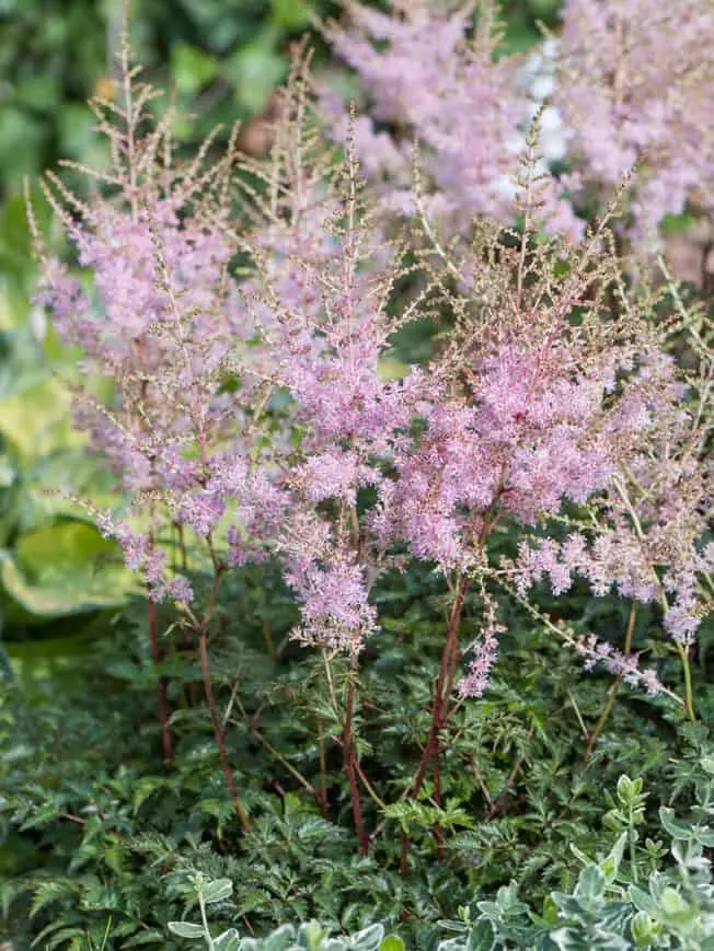 Lihtlehine astilbe 'Hennie Graafland' C2/E