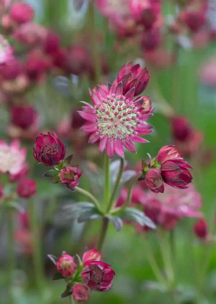 Suur tähtputk 'Cerise Button'®  C2/E