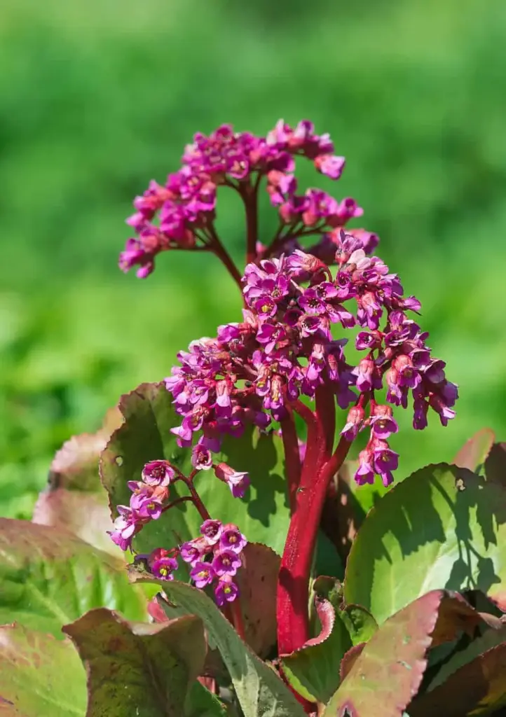 Bergeenia 'Winterglut' P12/A