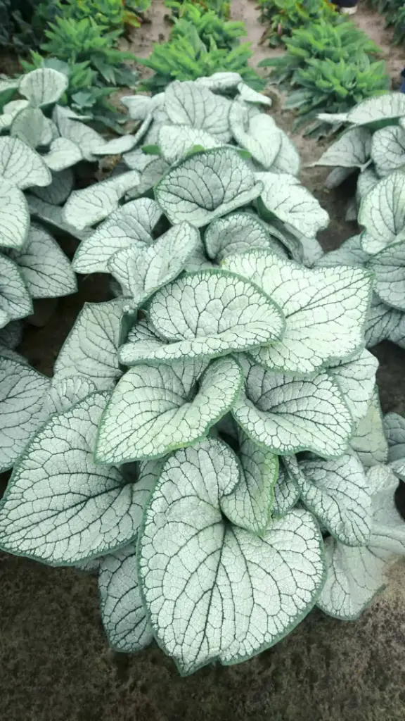 Suurelehine brunnera 'Silver Heart'®  C2/E