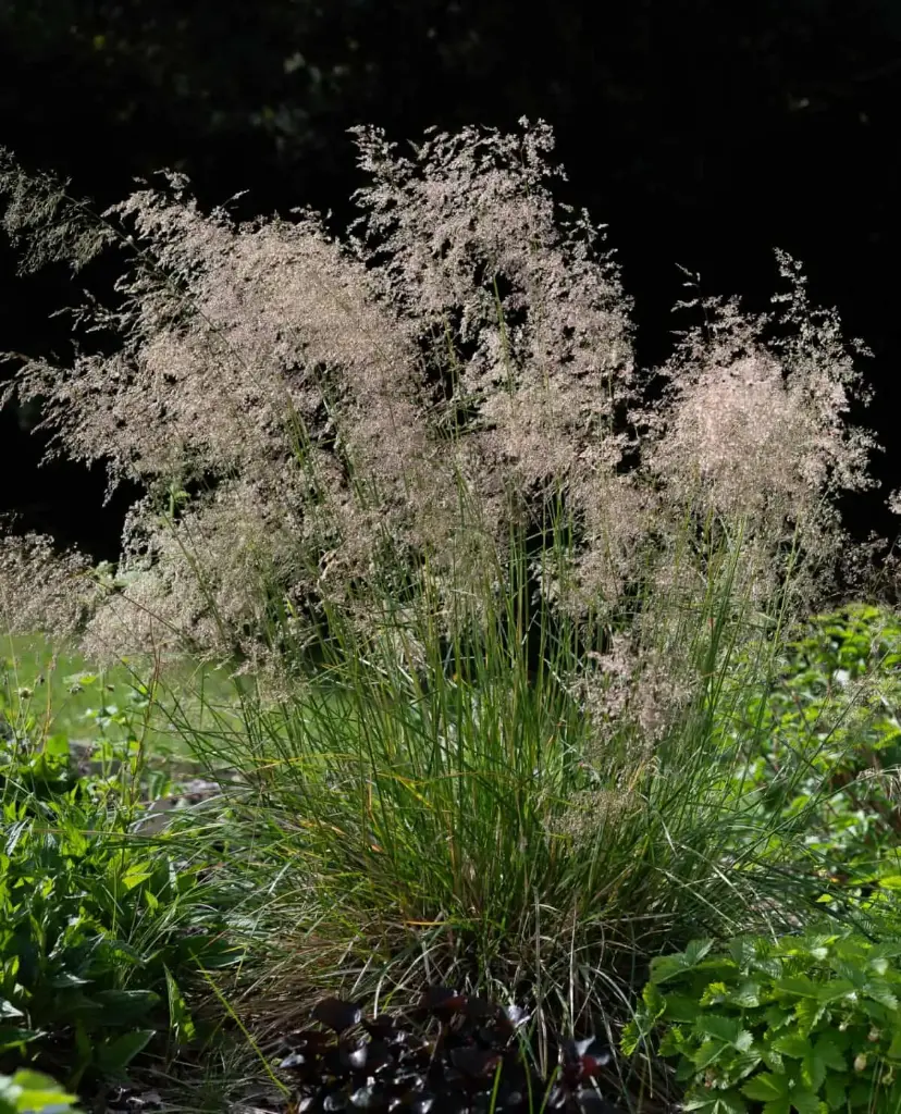 Luht-kastevars 'Tardiflora' C1,4/D