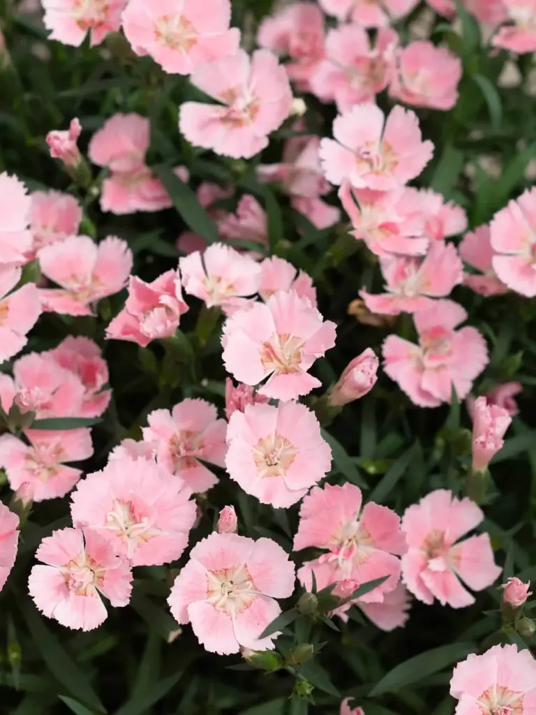 Hübriidnelk 'Freya'® P12cm/A