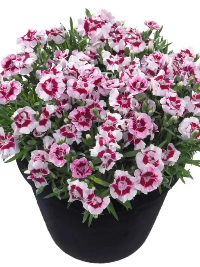 Hübriidnelk 'Kaylee'® P12cm/A