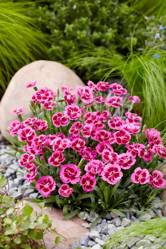 Hübriidnelk `Picture Perfect`® P12cm/A