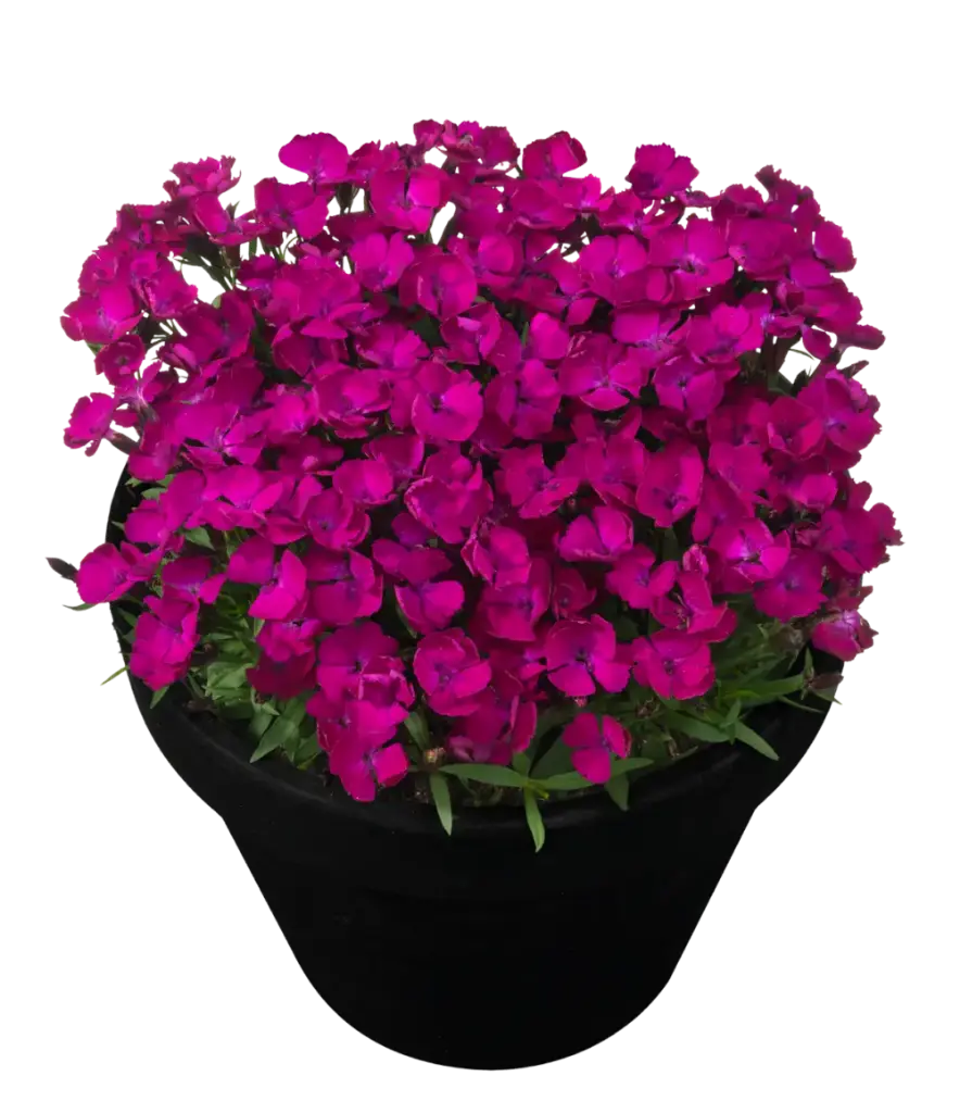 Hübriidnelk 'Rousey'® P12cm/A