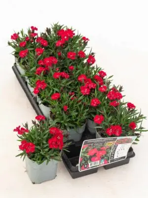 Hübriidnelk 'Sherise'® P12cm/A