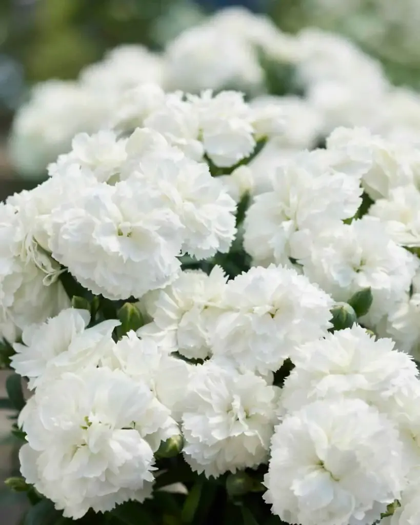 Hübriidnelk 'Sunflor® Emily' P12cm/A