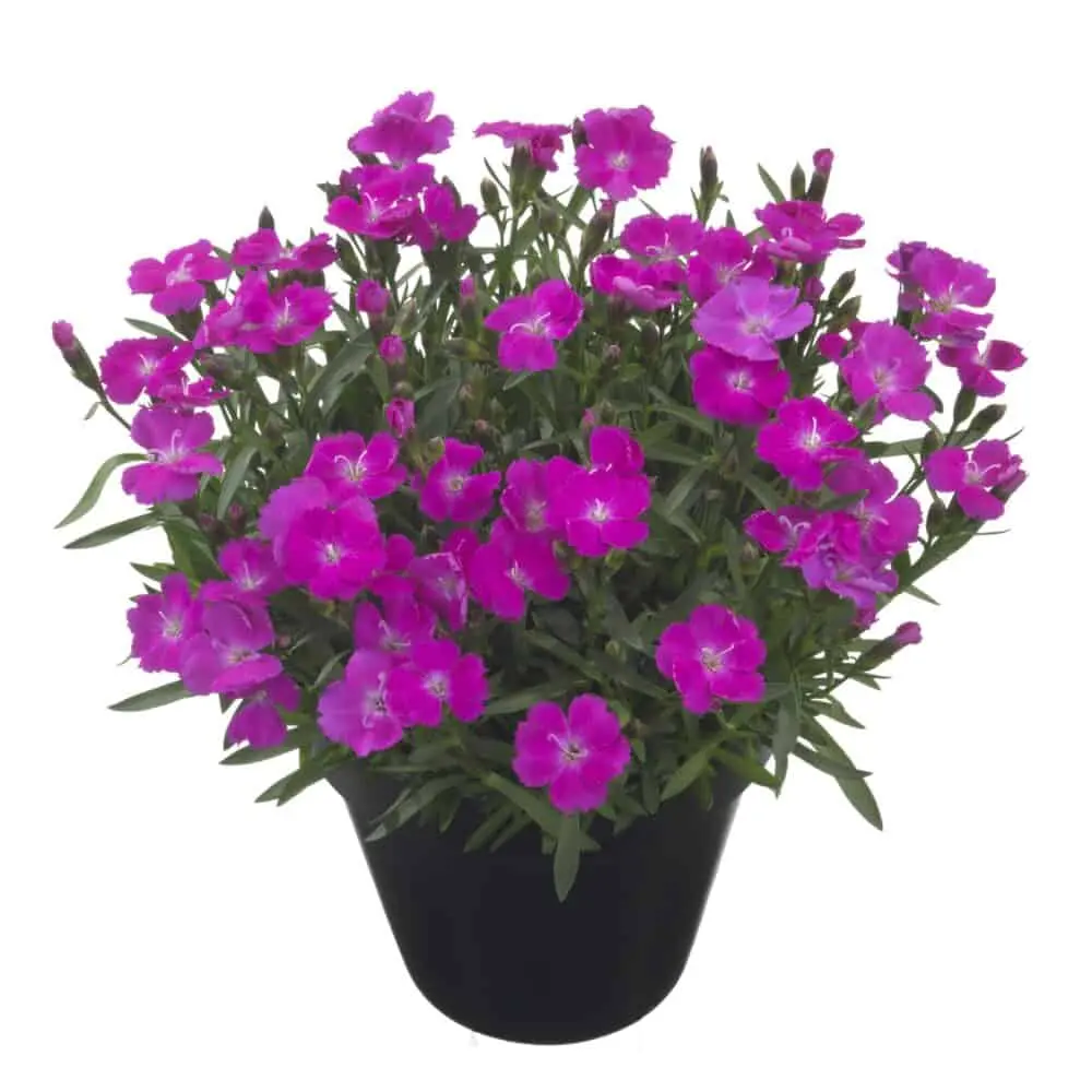 Hübriidnelk 'Tasha'® P12cm/A