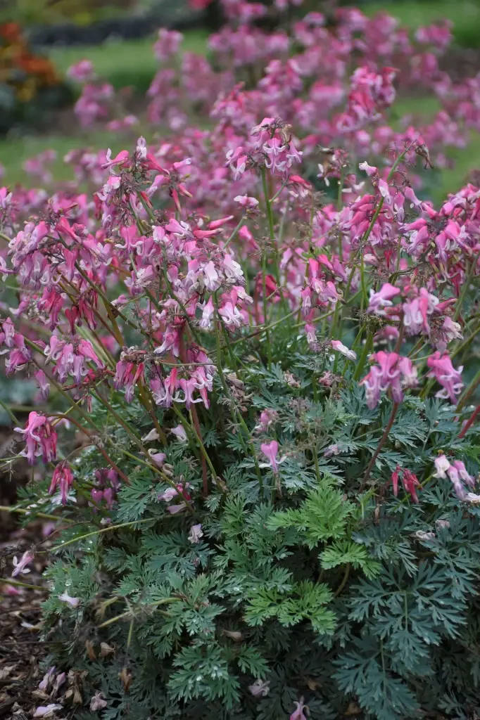 Kaunis murtudsüda 'Pink Diamonds' C1,4/E