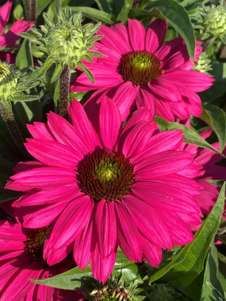 Purpur-siilkübar 'SunSeekers Magenta'® C3/F