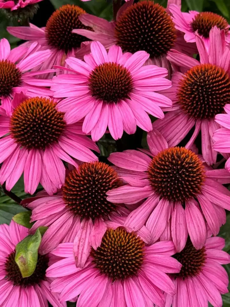 Purpur-siilkübar 'SunSeekers Purplelicious'®  C3/F