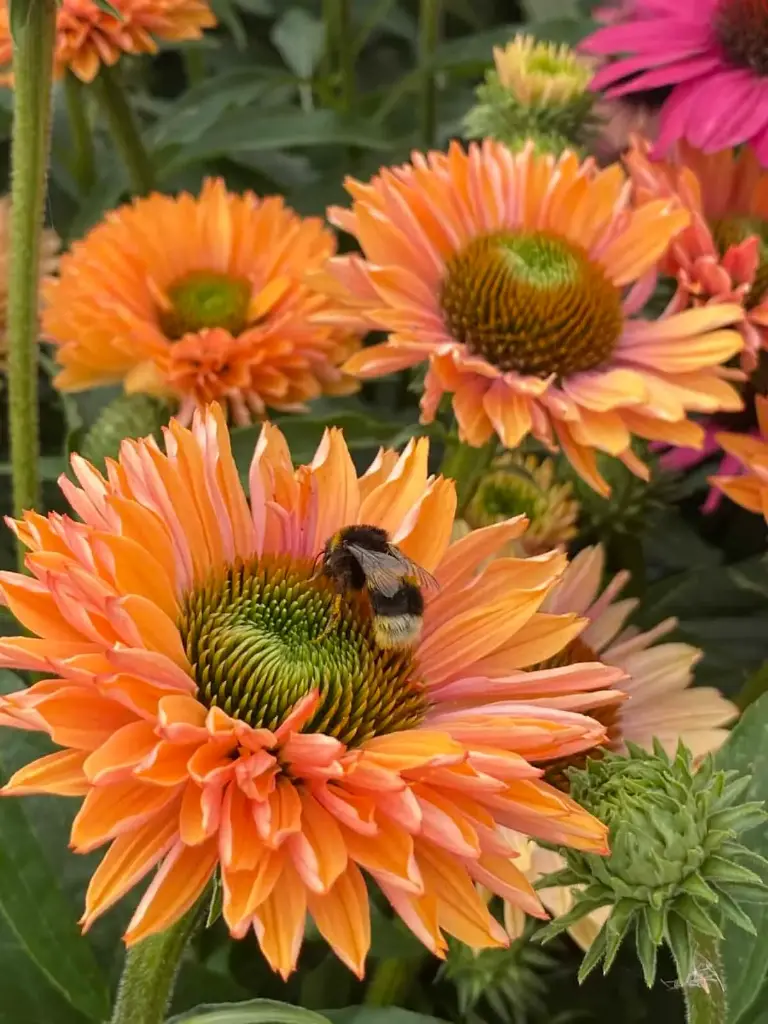Purpur-siilkübar 'SunSeekers Pumpkin Pie'®  C3/F