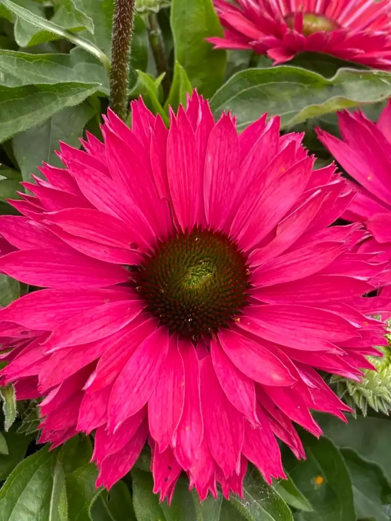 Purpur-siilkübar 'SunSeekers Sweet Fuchsia'®  C3/F