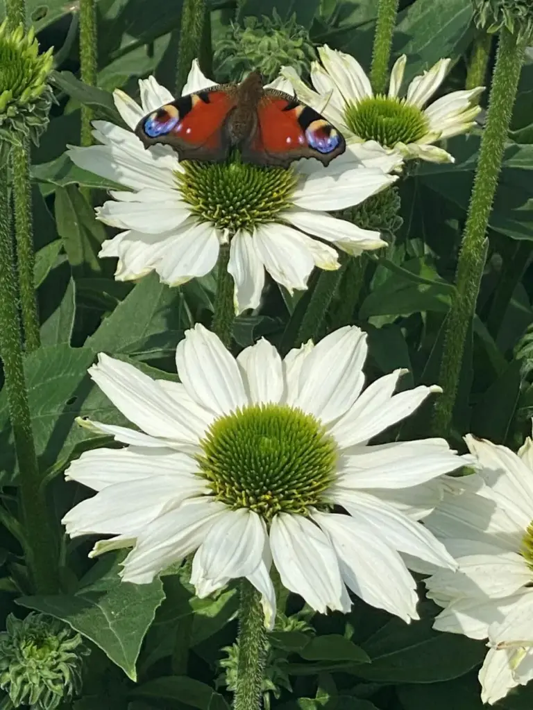 Purpur-siilkübar 'Sunseekers White Beauty'® C3/F
