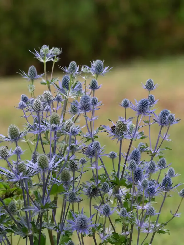 Lamedalehine ogaputk 'Magical Blue Lagoon'® C2/E