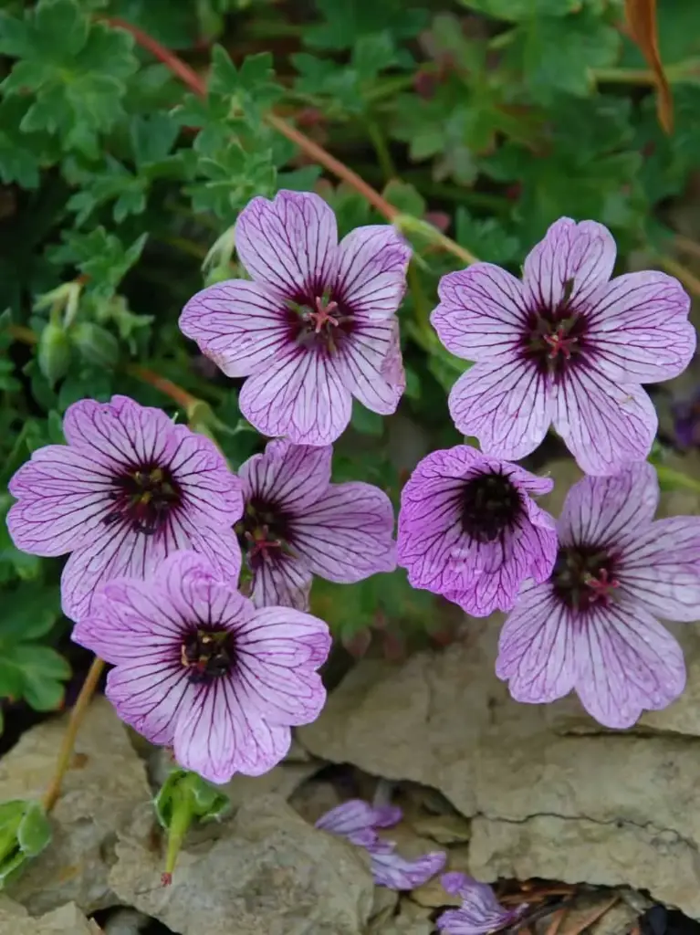 Hall kurereha 'Ballerina' P12/B