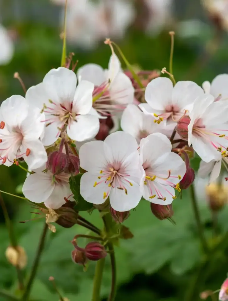 Risoomikas kurereha 'Geranimo White' P12/B