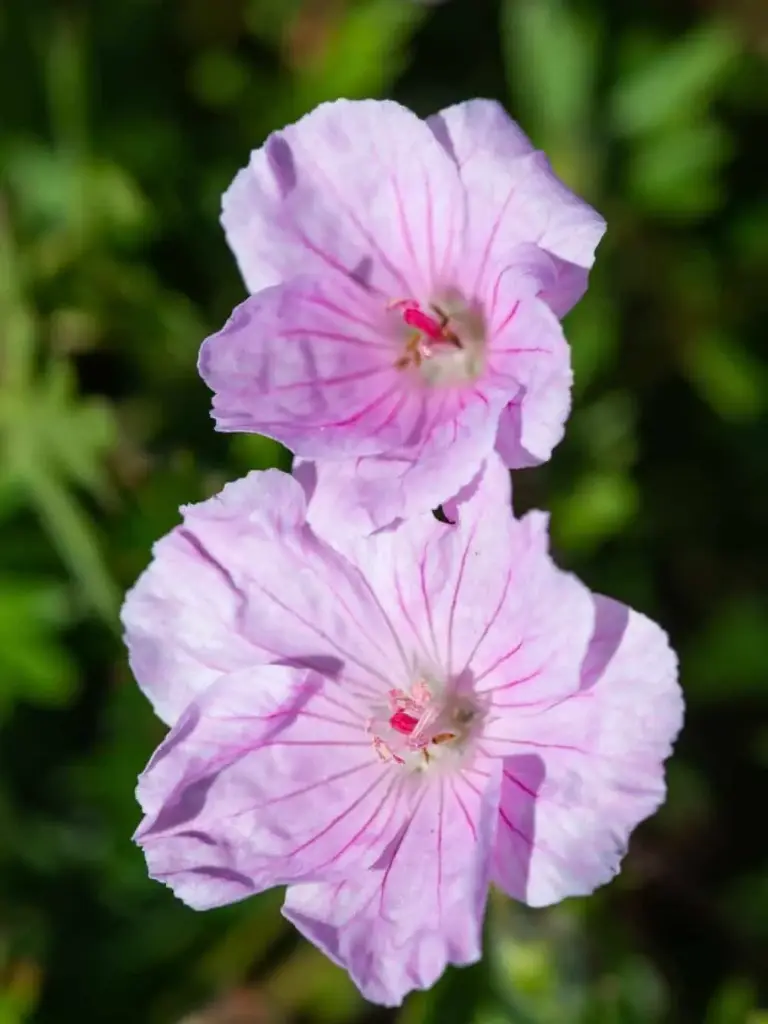 Verev kurereha 'Apple Blossom'  C1,4/D