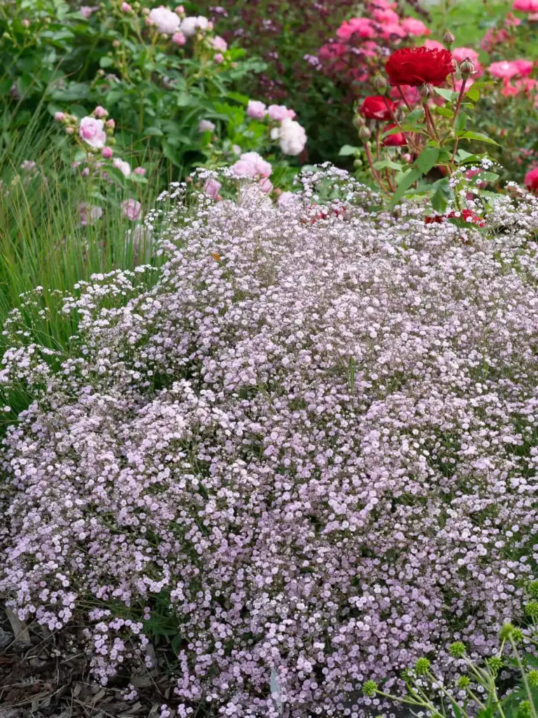 Kipslill 'Rosenschleier' C2/E