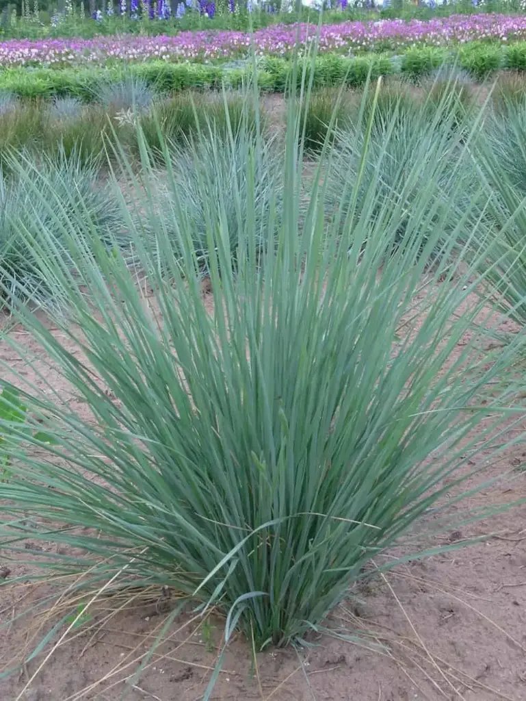 Igihaljas kaerand 'Pendula' C1,4/E