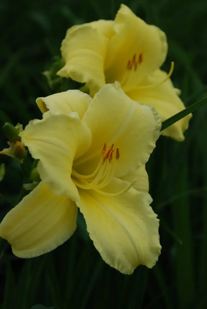 Aed-päevaliilia 'Fragrant Reflection' P12*/C