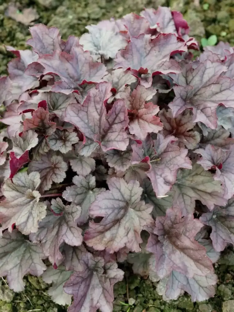 Helmikpööris 'Huckleberry'® C1,4/E