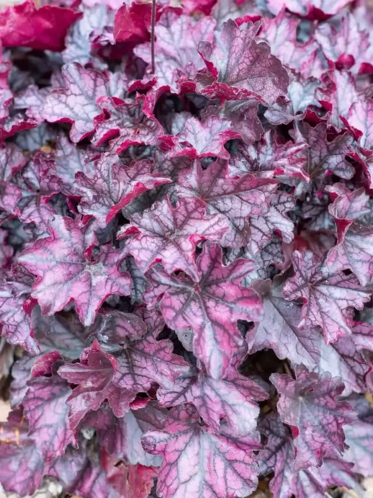 Helmikpööris 'Mulberry'® C1,4/E