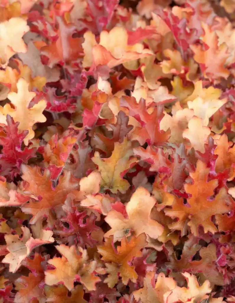 Helmikpööris 'Orangeberry'® C1,4/E