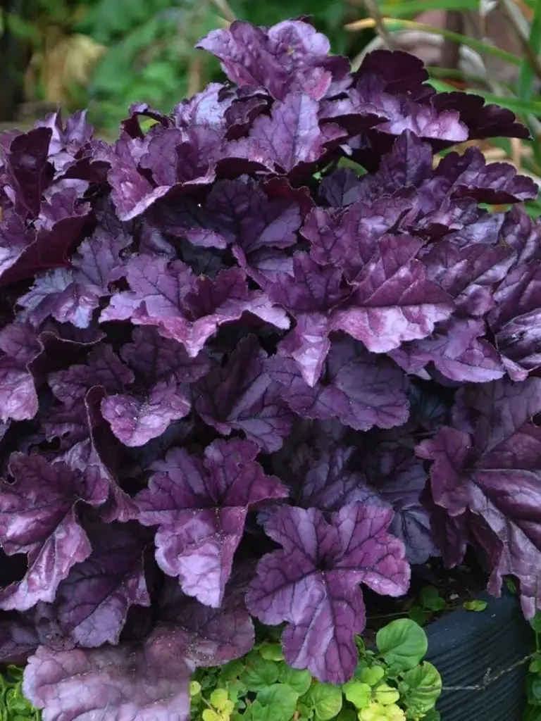 Helmikpööris 'Wildberry'® C1,4/E