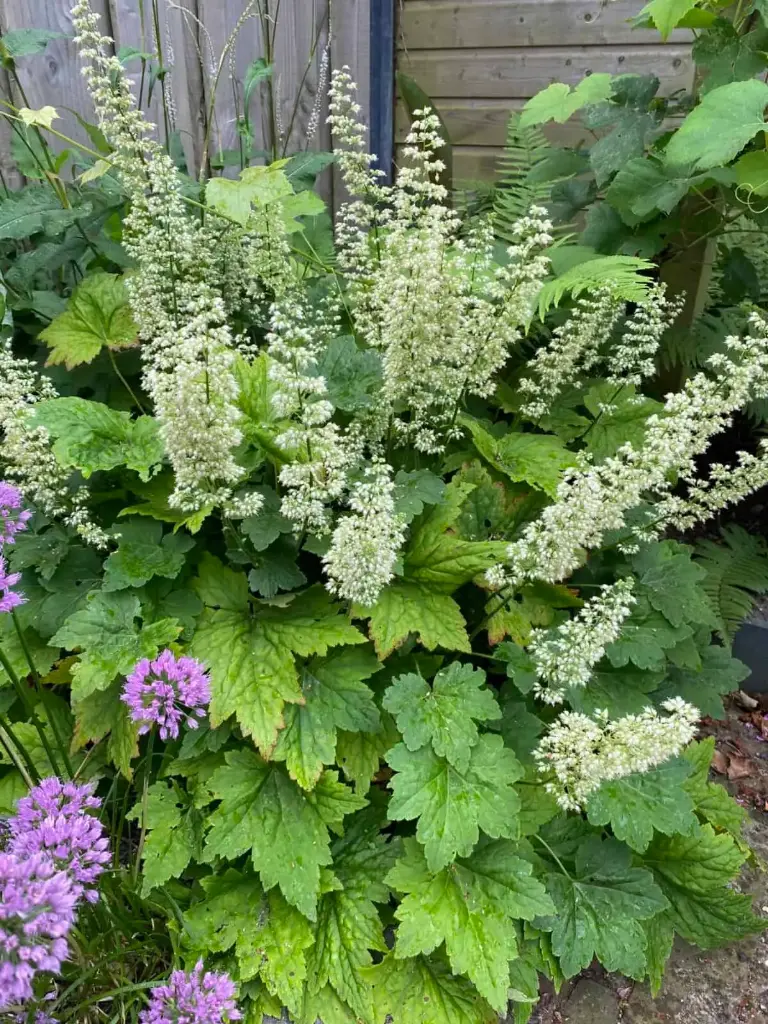 Vahtralehine helmikpööris 'Chantilly'® C1,4/E