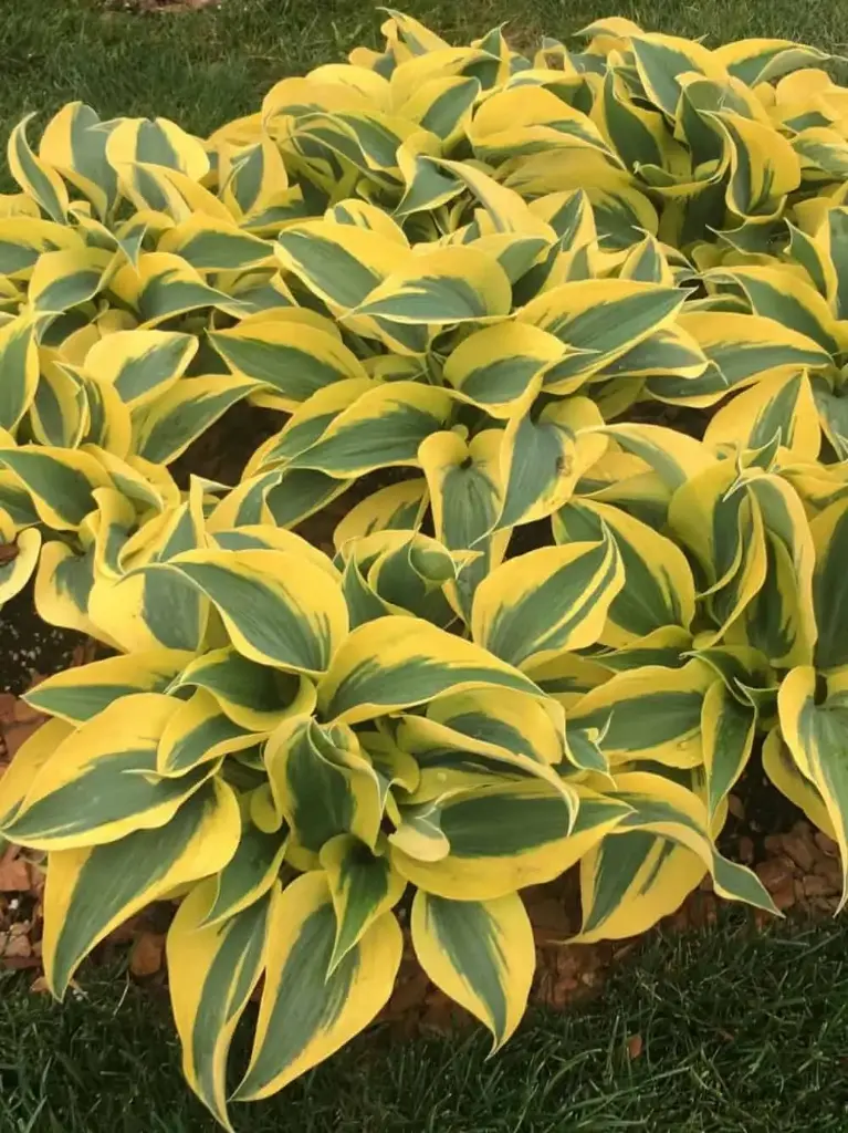 Hosta 'Autumn Frost' C1,4/E