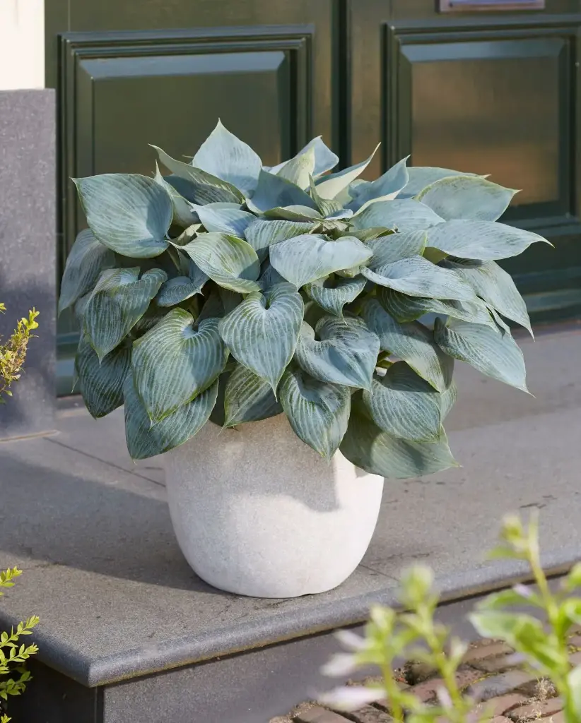 Hosta 'Bullet Proof' C1,4/E