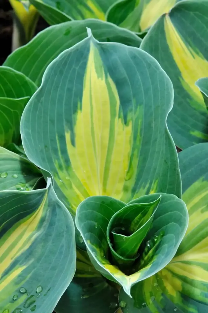 Hosta 'Dream Queen' C1,4/E