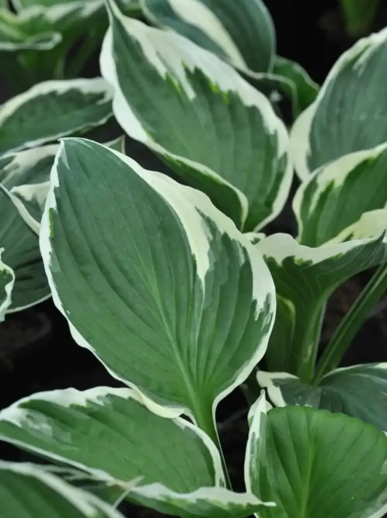 Hosta 'Francee'  C1,4/D