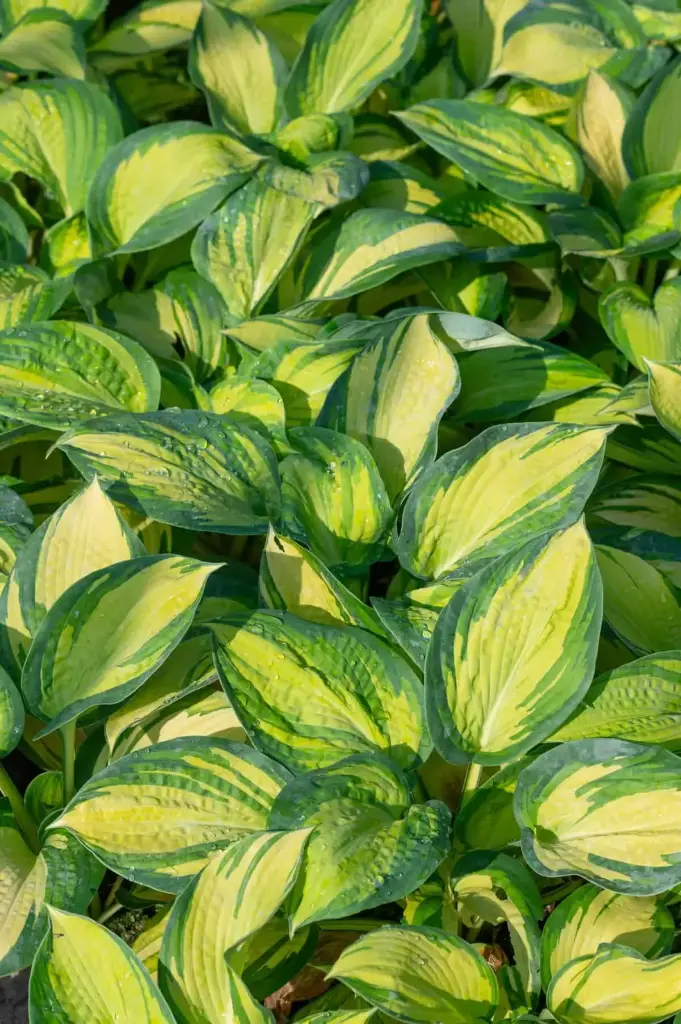 Hosta 'Great Expectations' C1,4/E