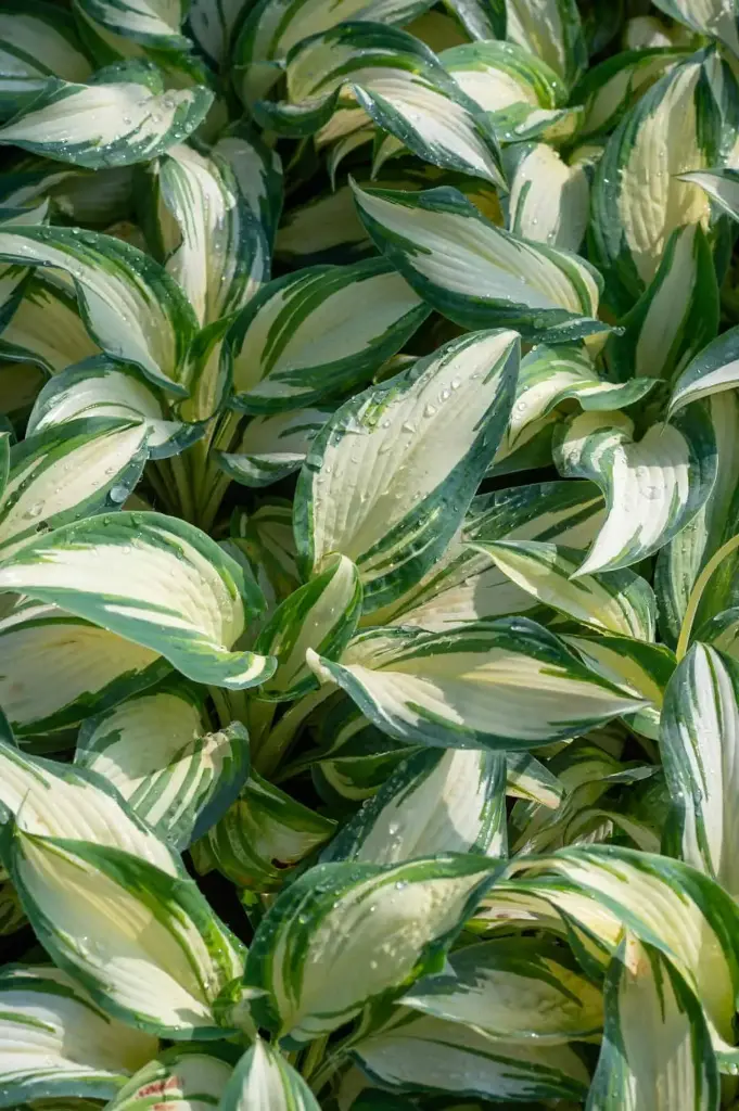 Hosta 'Hans' C1,4/E