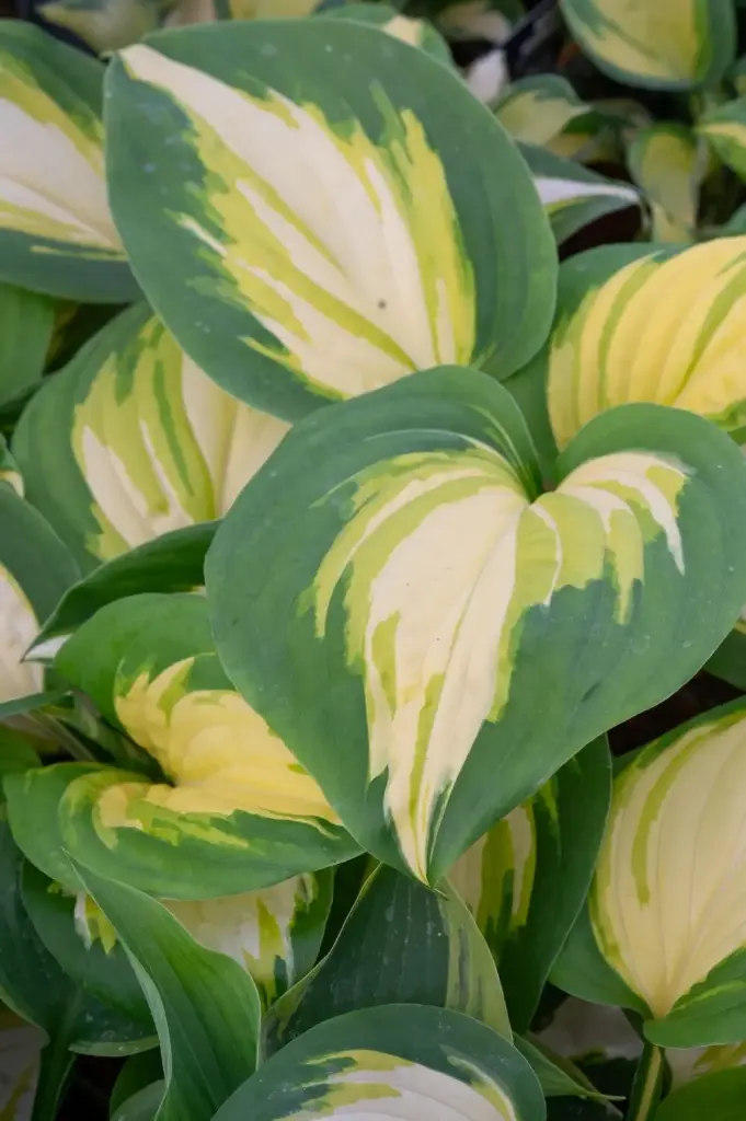 Hosta 'Heatwave Harmony' C1,4/E