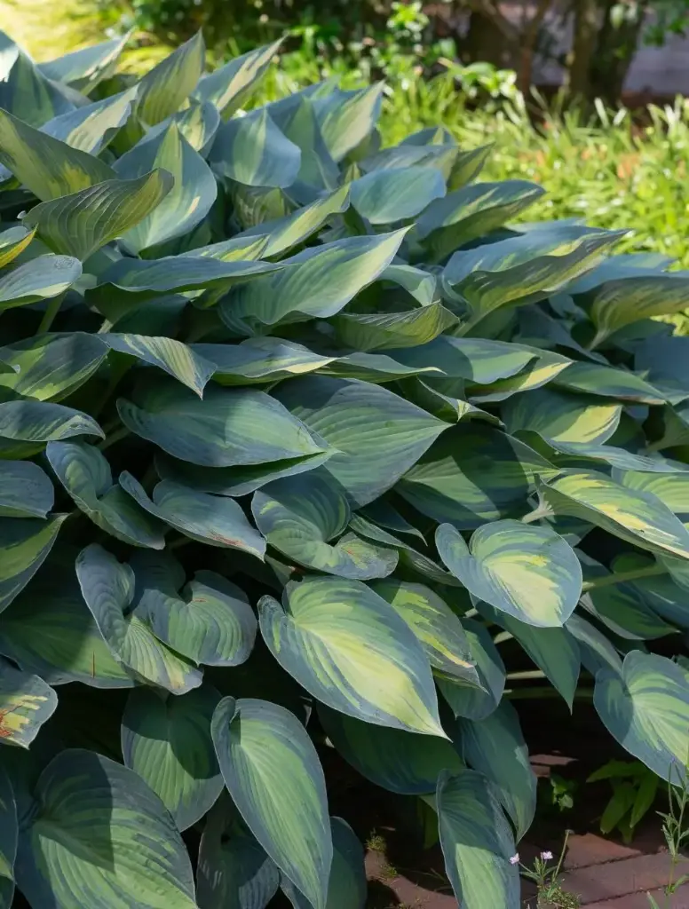 Hosta 'June' C1,4/E