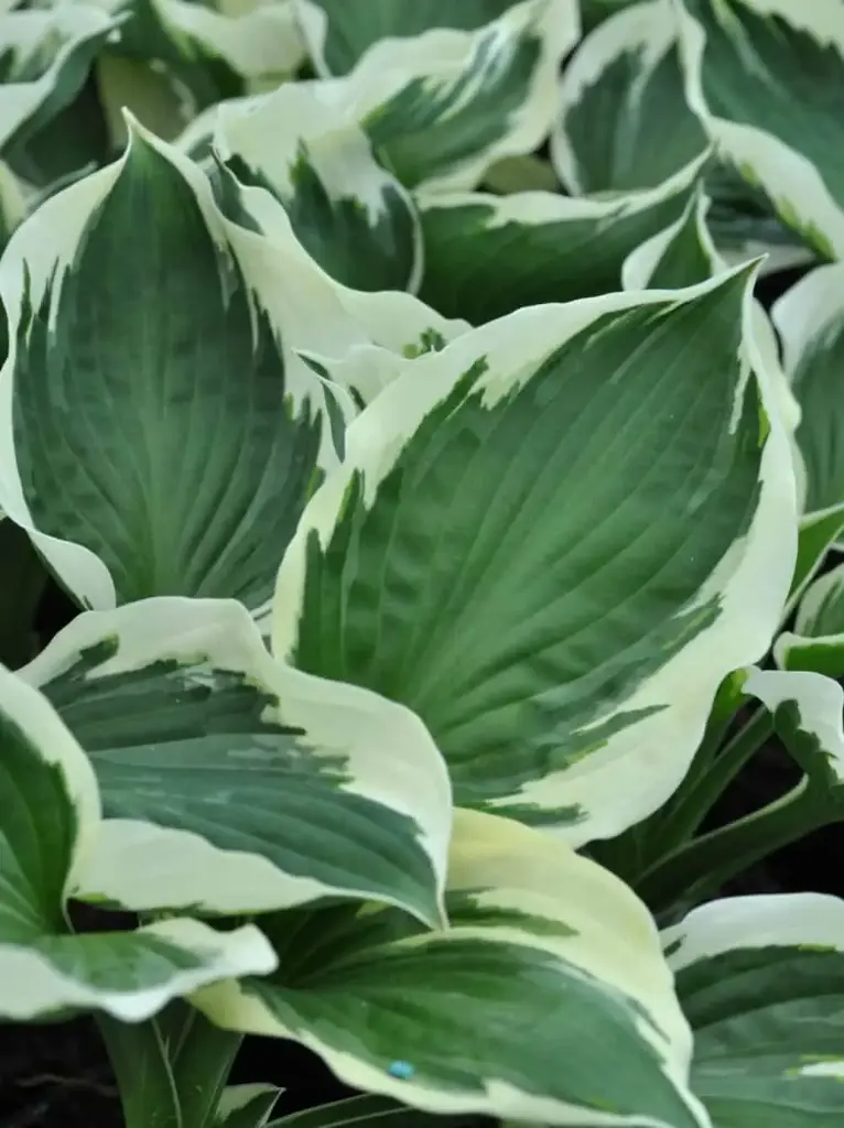 Hosta 'Patriot'  C1,4/E