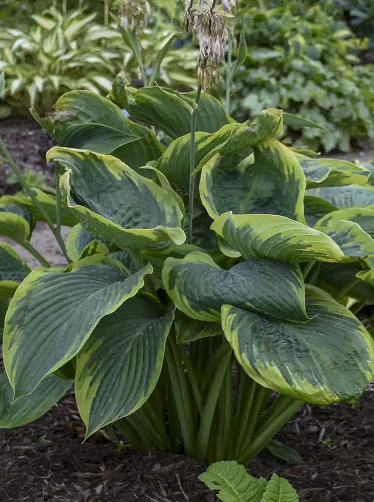 Hosta 'Shadowland® Wu La La' C1,4/E