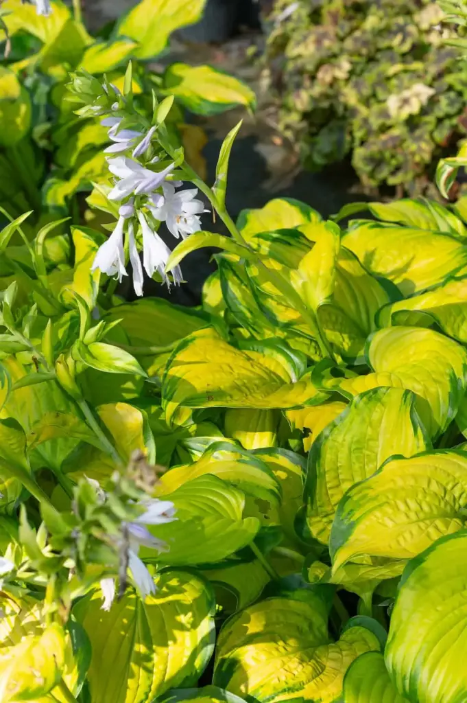 Hosta 'Stained Glass' C1,4/E