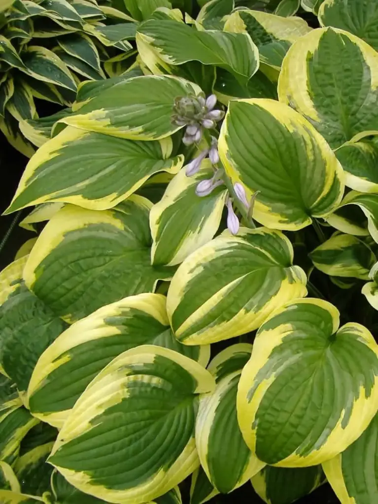 Hosta 'Wide Brim' C1,4/D