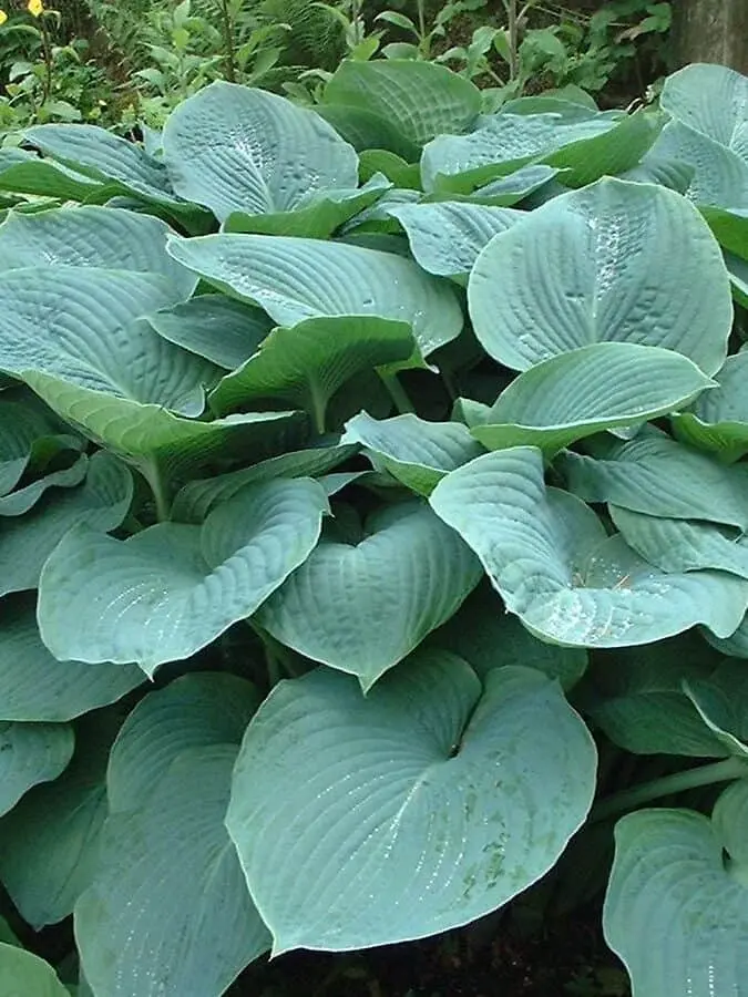Sinihall hosta 'Elegans' C1,4/D