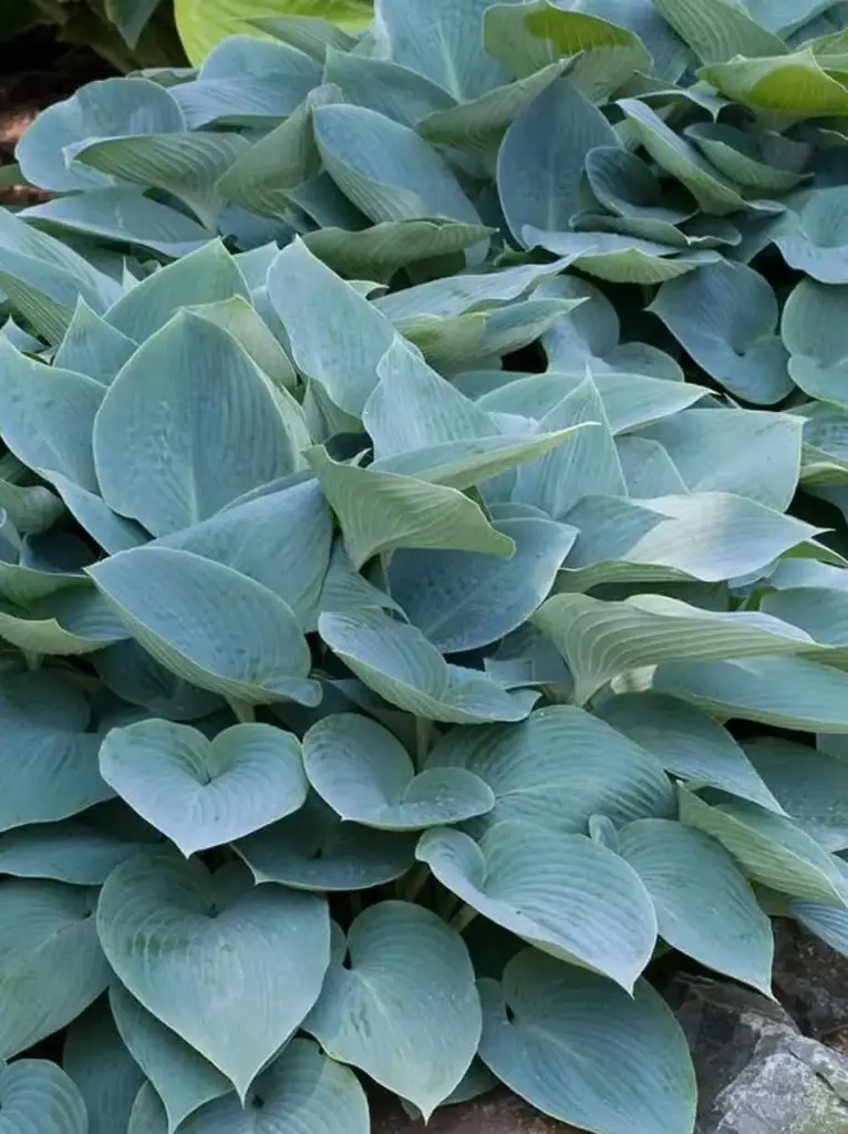 Smithi hosta 'Halcyon'  C1,4/D