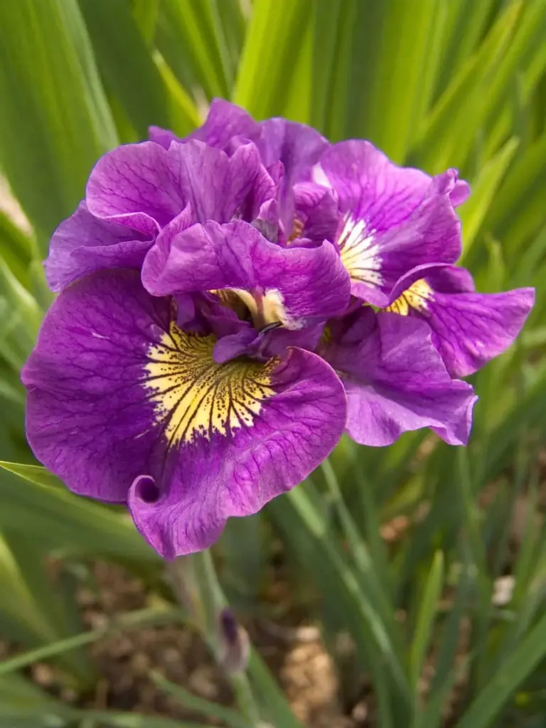 Siberi iiris 'Double Standardt' C1,4/D