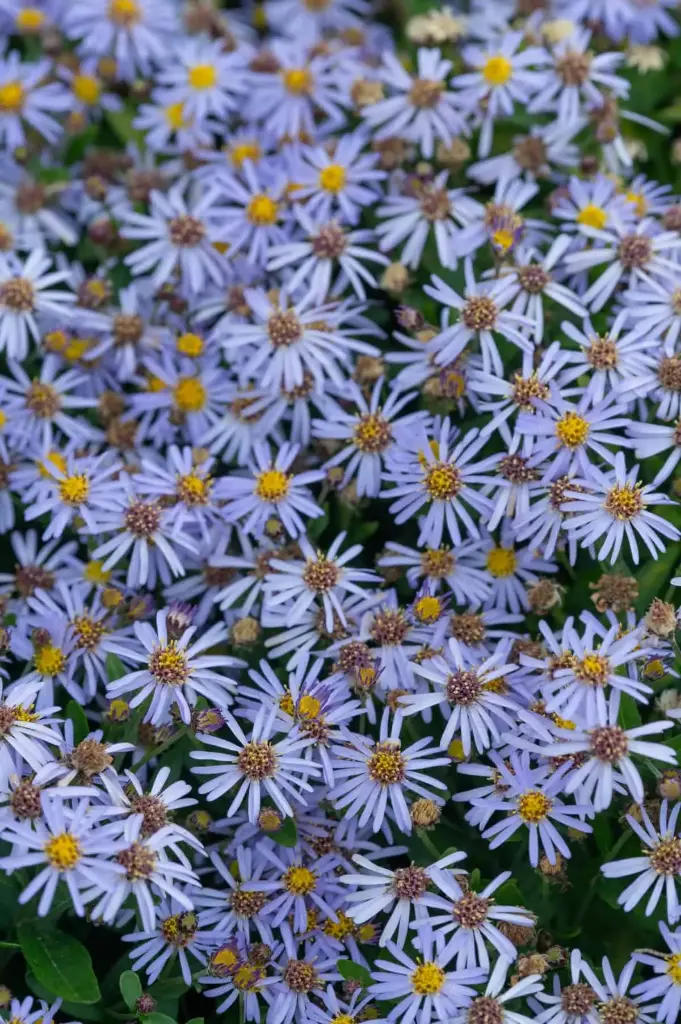 Lõhine kalimeris 'Nana Blue' C2/D